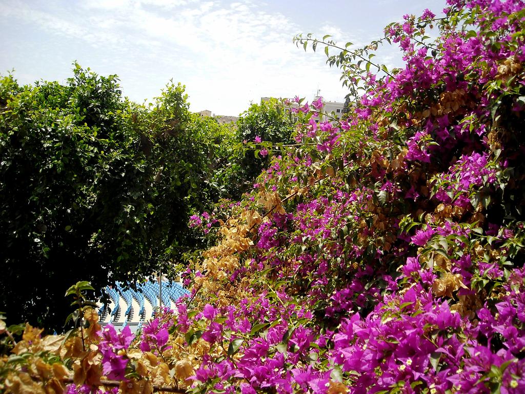 ORAN 2009 JUILLET théâtre de verdure 3.jpg